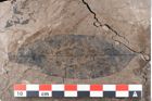 Foto (Detailansicht) von Ficus tenuinervis Ettingshausen (NHMW-GEO-2024-0188-7983)
